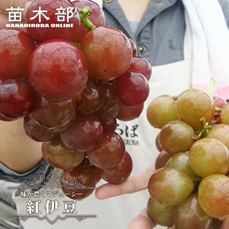 ブドウ 欧米雑種4倍体 紅伊豆 （三沢系） 苗 植え方 苗木部 By 花