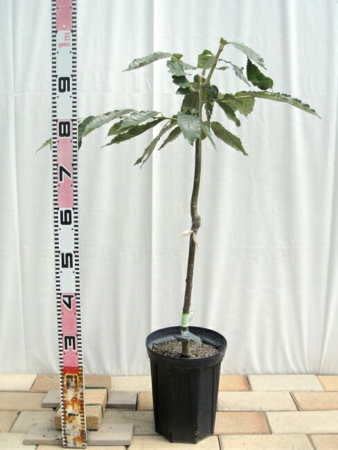 000000067478-02-l.jpg?t=