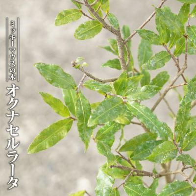 ミルクブッシュ(ミドリサンゴ) 抜き苗2本 ミルクブッシュ 苗 販売 苗木部 By 花ひろばオンライン