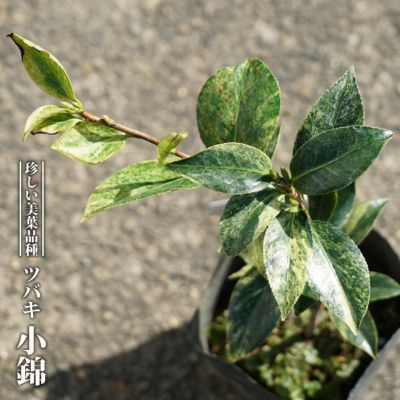 椿 玉之浦 苗 販売 苗木部 By 花ひろばオンライン 椿 玉之浦 苗 販売 苗木部 By 花ひろばオンライン