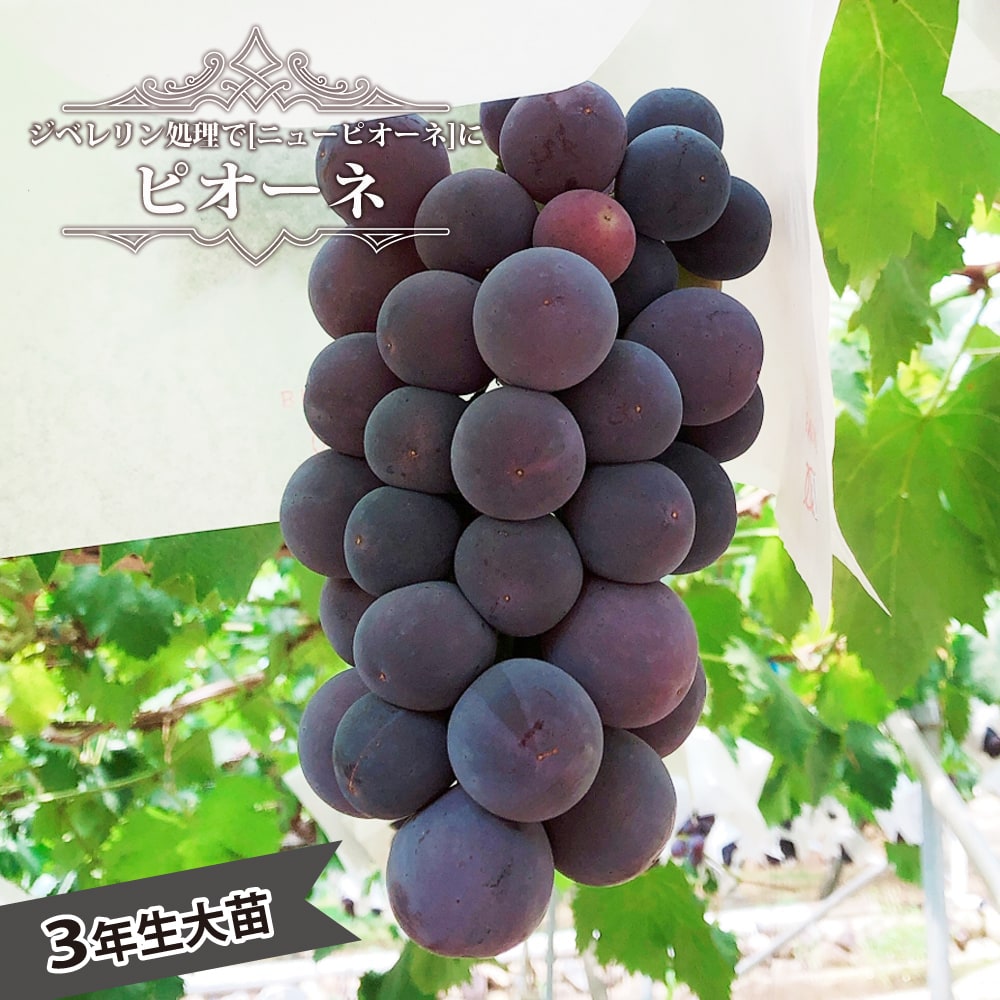 ブドウ ヤマブドウ 苗 販売 苗木部 By 花ひろばオンライン