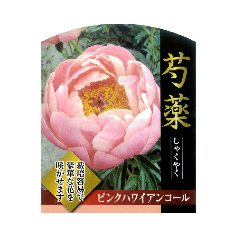 芍薬 ピンクハワイアンコール 西洋シャクヤク 苗 販売 苗木部 By 花ひろばオンライン