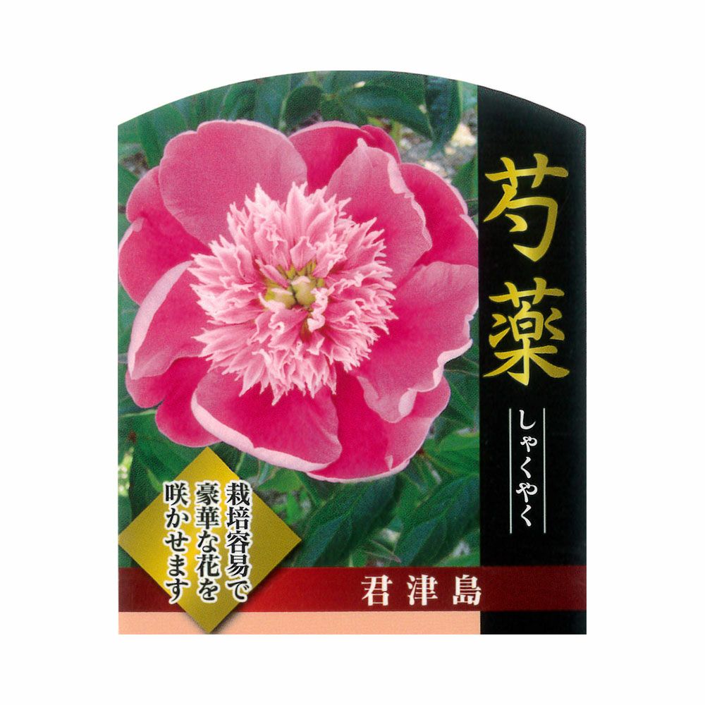 芍薬 西洋シャクヤク ウォルターマインズ 苗 販売 苗木部 By 花ひろばオンライン