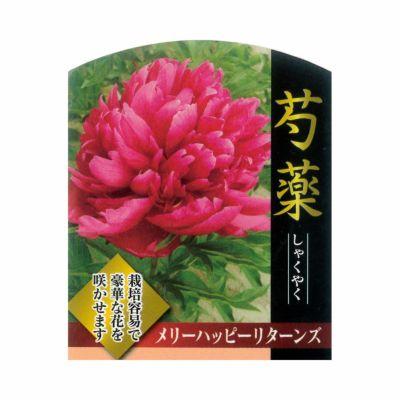 芍薬 【アドルフルソー】 6号スリット鉢苗