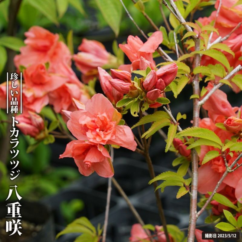 000000067838-01-l.jpg?t=