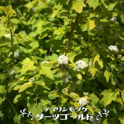カシワバアジサイ 【マンチキン 】 3.5号ポット苗
