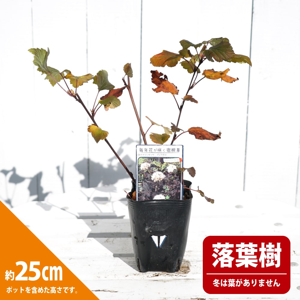 アメリカテマリシモツケ ディアボロ 0 2m9 0cmポット 1年間枯れ保証 夏に花が咲く木 1本