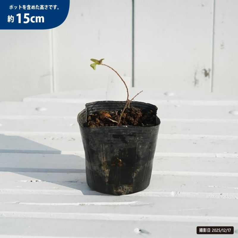 トキワマンサク 白孔雀錦 3.5号ポット苗