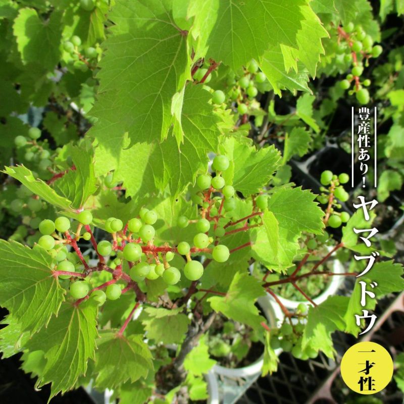 000000067966-01-l.jpg?t=