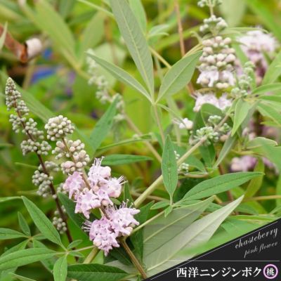 新品お取り寄せ 青バラ整形有名花 シャルルドゴール 薔薇苗接ぎ木 ビニールポットバラ苗 F29dd3c6 半額販売中 Pn Batam Go Id