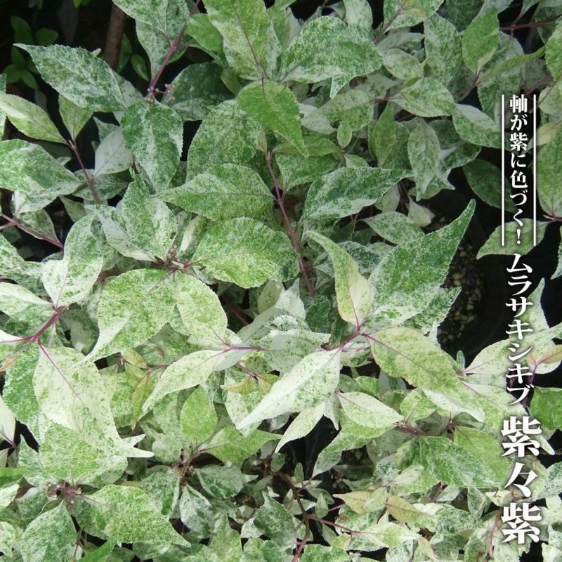 ムラサキシキブ 紫々紫 （シジムラサキ） 苗 販売 苗木部 By 花ひろば