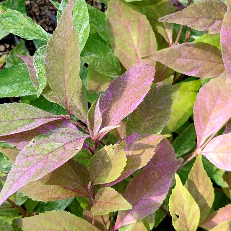 うすむらさき ムラサキシキブ 紫々紫 （シジムラサキ） 苗 販売 苗木部 By 花ひろば