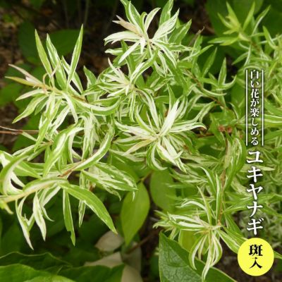 雪柳です ユキヤナギ（雪柳）：斑入ユキヤナギ3-3.5号ポット の通販