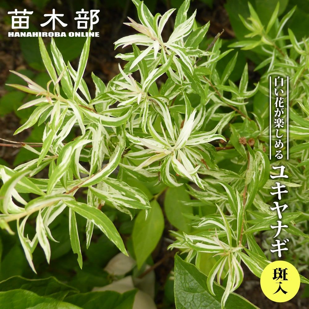 ユキヤナギ 斑入り 苗 販売 苗木部 By 花ひろばオンライン