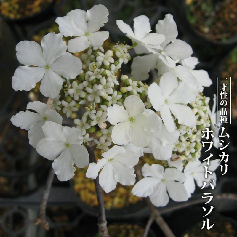 公式】上高地 徳沢ロッヂ | . 小梨にて。 ムシカリ、別名