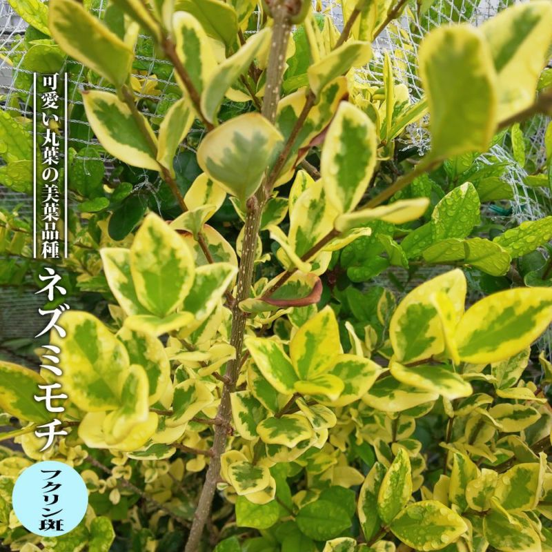 000000068212-01-l.jpg?t=