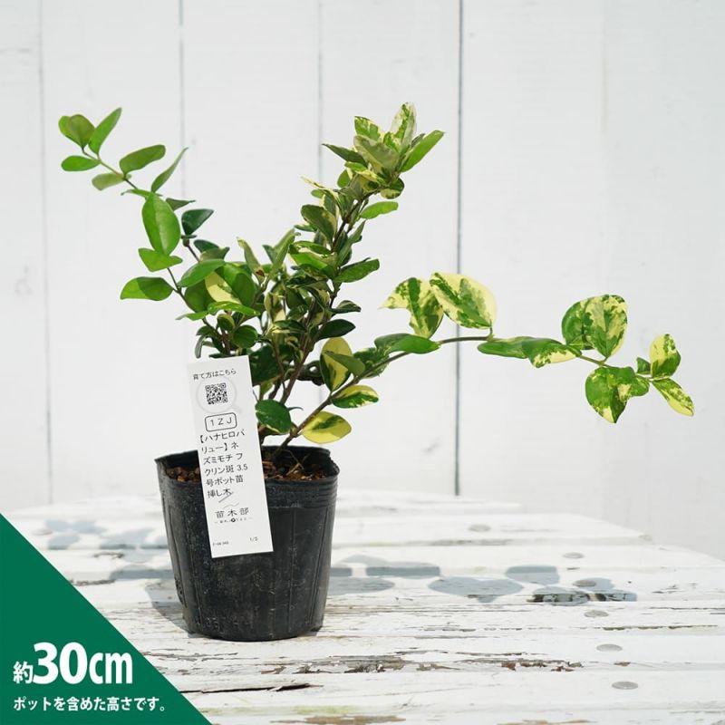 もみじコレクション3 F.ピローサム 接木苗 6号鉢 5年物 全長110cm もみじコレクション3 F.ピローサム 接木苗 6号鉢 5年物 全長110cm