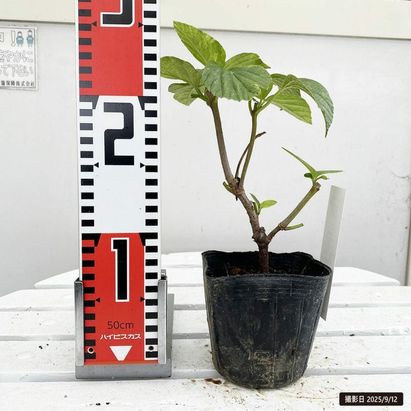 000000068245-03-l.jpg?t=