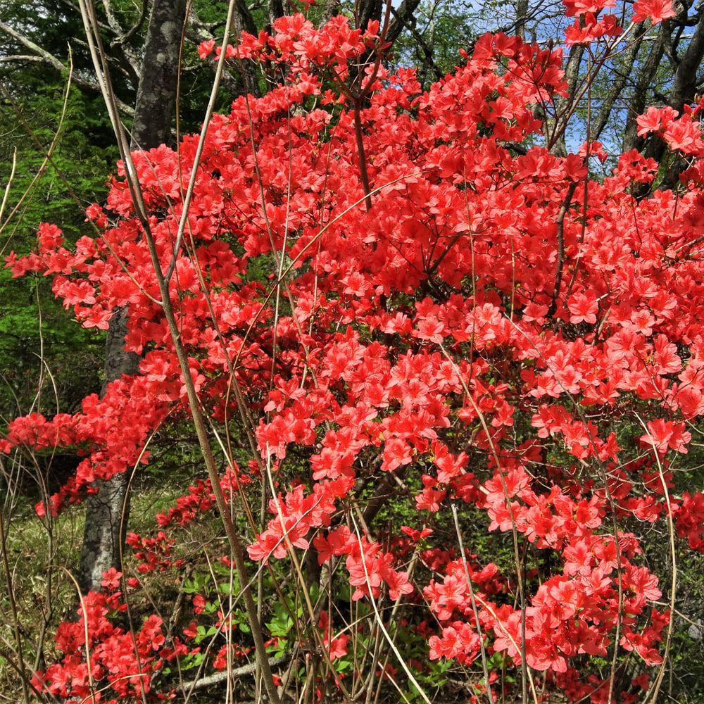 000000068303-02-l.jpg?t=