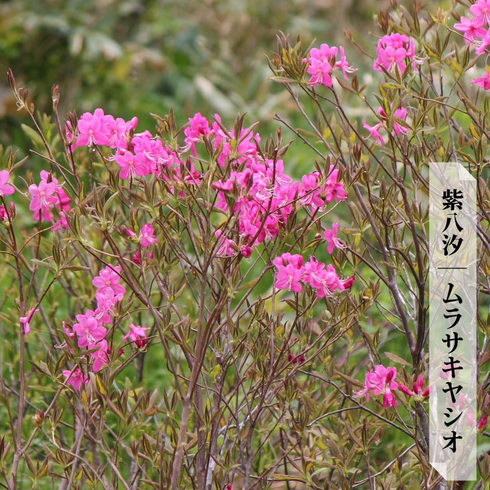 ツツジ 苗 シロヤシオ ゴヨウツツジ 苗 庭木 落葉樹 低木 苗木部 本店 By 花ひろばオンライン