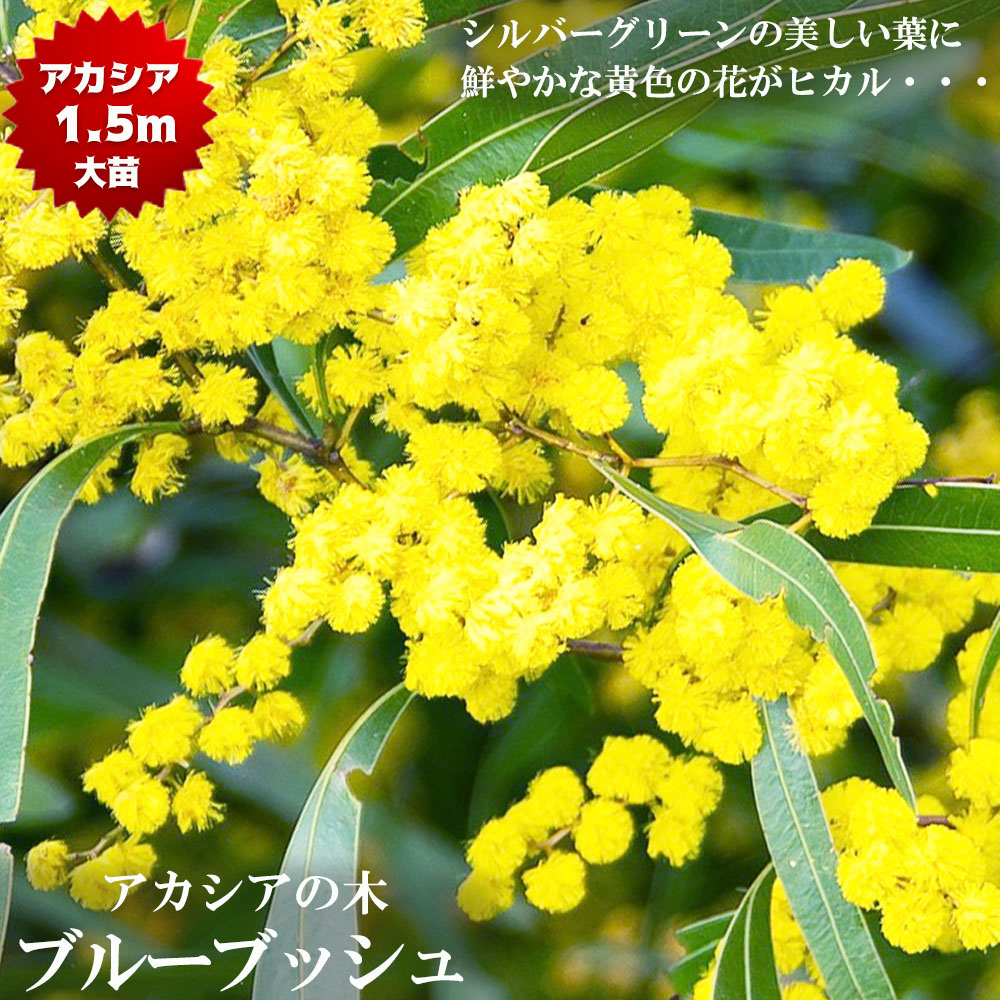 アカシア ブルーブッシュ 苗 販売 苗木部 By 花ひろばオンライン