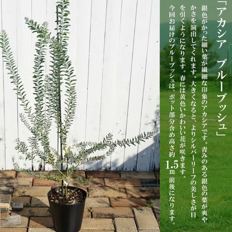 現品】アカシア・ブルーブッシュ 7号 黒鉢（2） - 植物/観葉植物