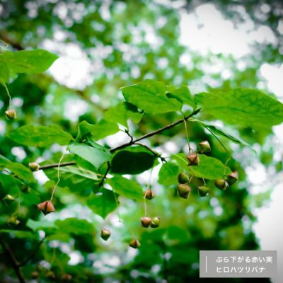 ツリバナ | 苗木部 本店 By 花ひろばオンライン