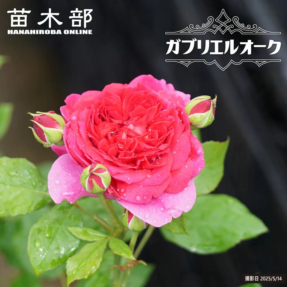 バラ ガブリエルオーク ER イングリッシュローズの販売 苗木部 By 花 