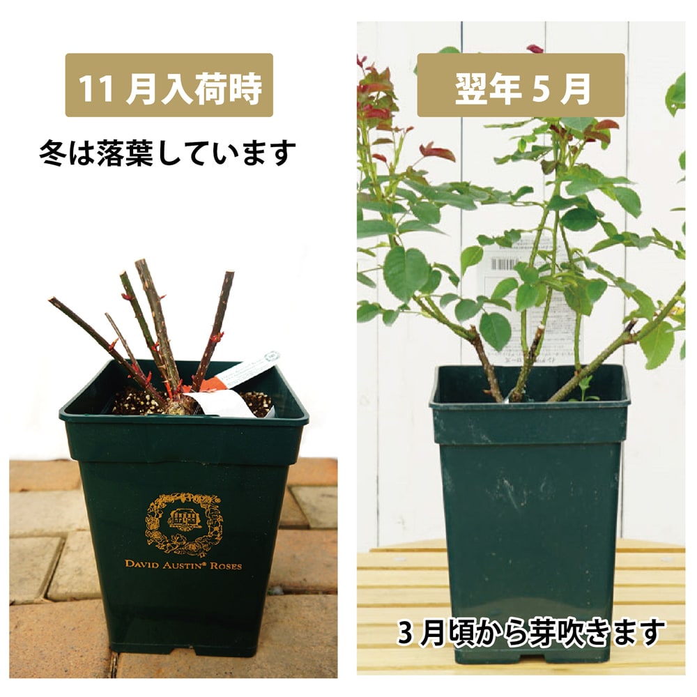 バラ ガブリエルオーク ER イングリッシュローズの販売 苗木部 By 花 
