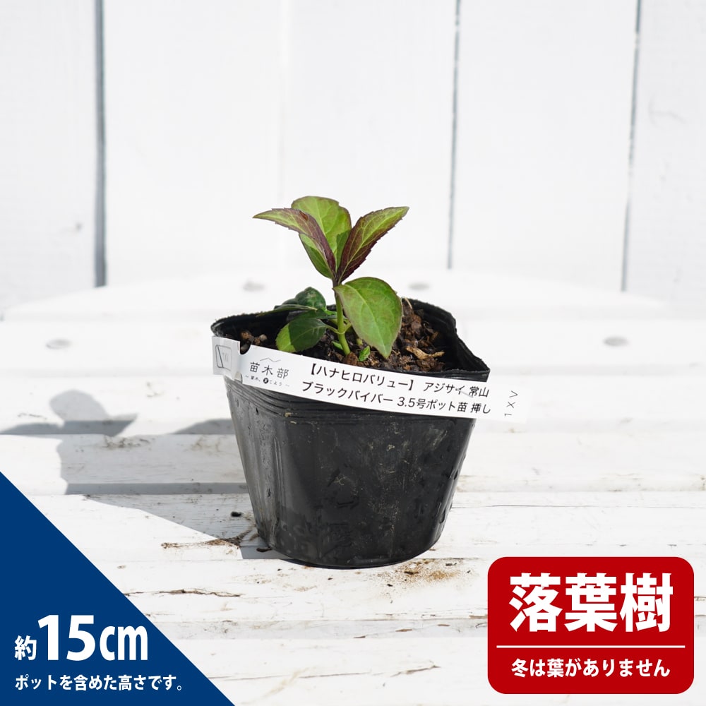 アジサイ 常山 ブラックバイバーの通販 苗木部 By 花ひろばオンライン