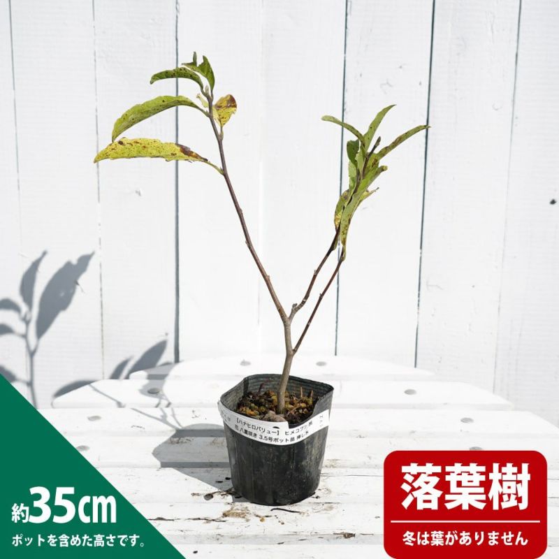 ヒメコブシ／極太苗／現在落葉中 落葉樹