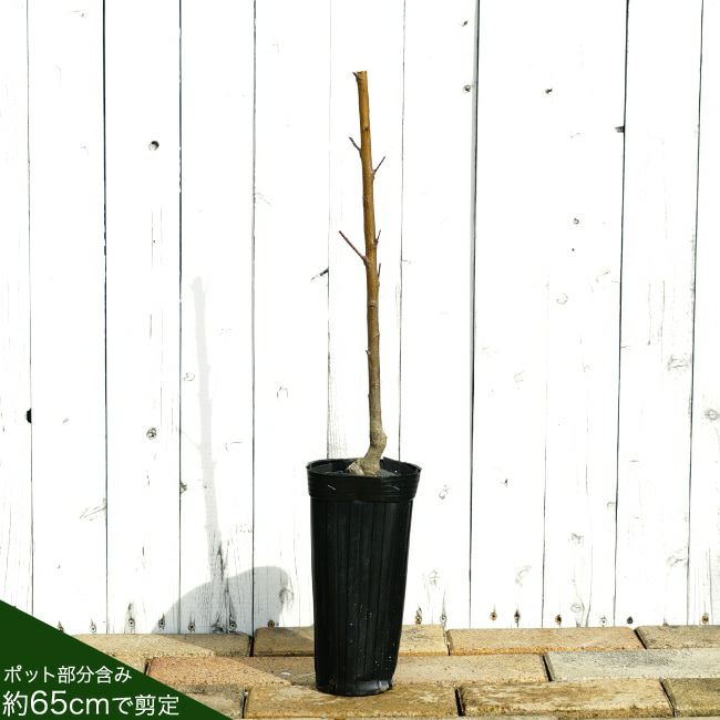 モモ 白桃 本白桃 苗 販売 苗木部 By 花ひろばオンライン