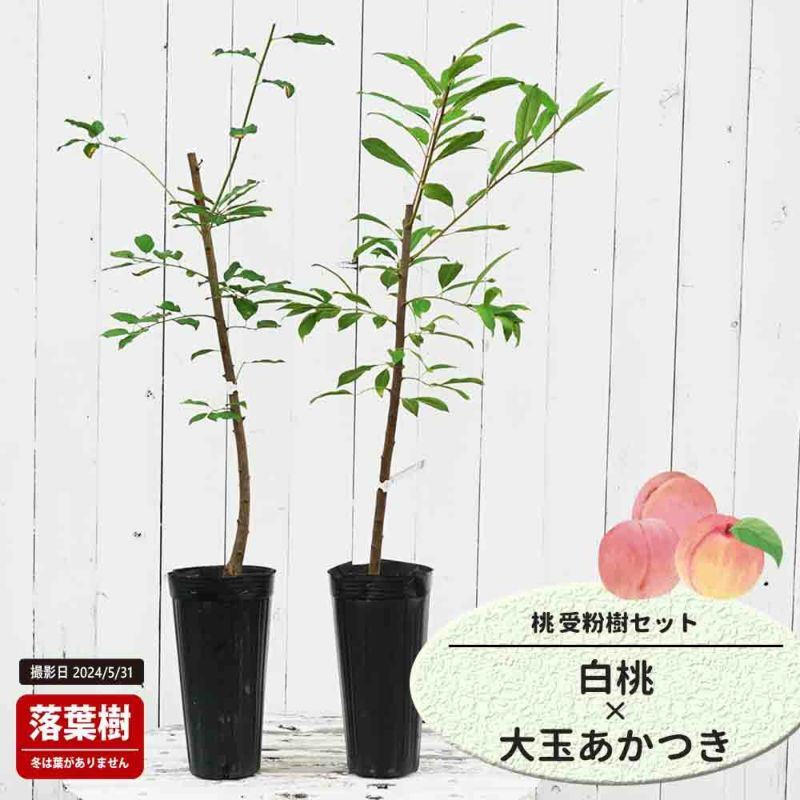 モモ 白桃 本白桃 苗 販売 苗木部 By 花ひろばオンライン