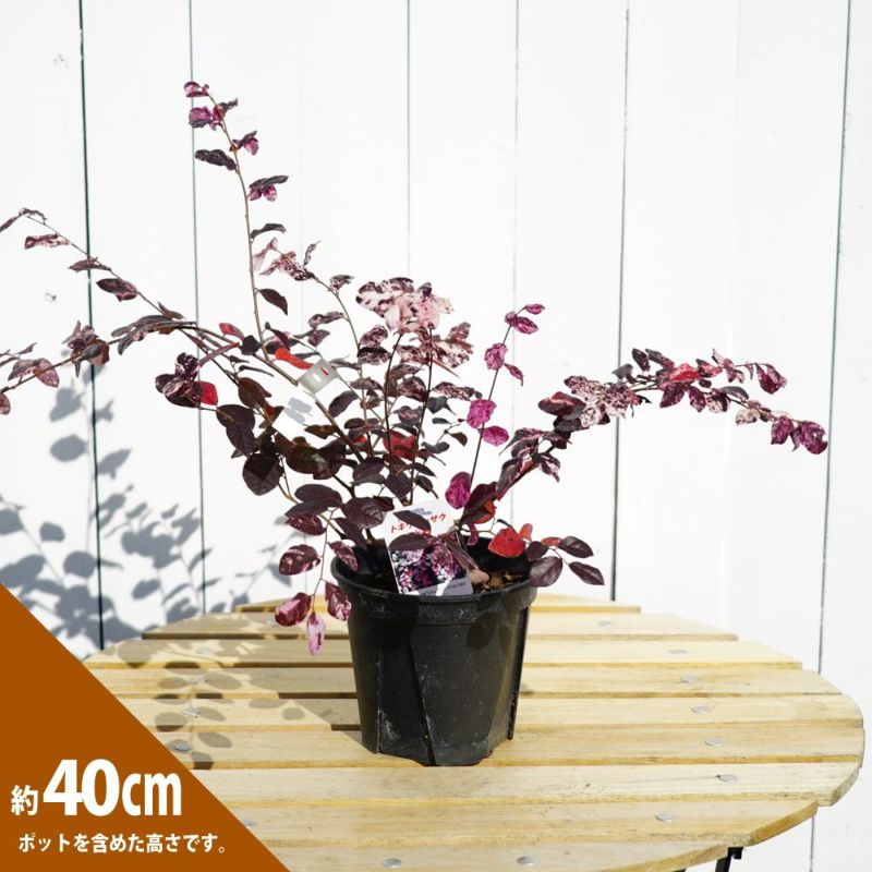 立派♡トキワマンサク♡七彩♡8寸鉢♡ 立派♡トキワマンサク♡七彩♡8寸鉢♡ アートフラワー nico