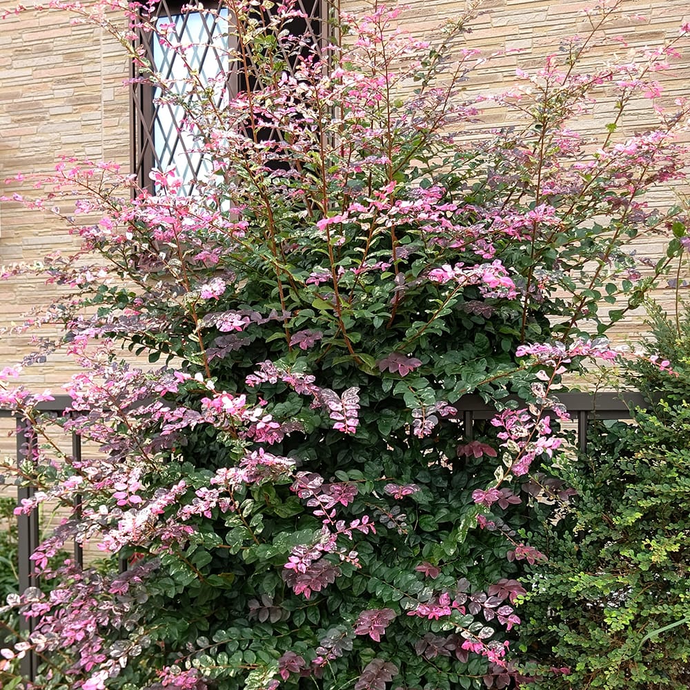 トキワマンサク 七彩 苗 通販 苗木部 By 花ひろばオンライン