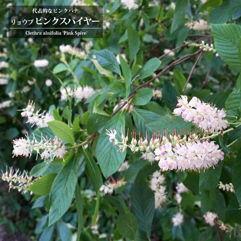 000000069803-01-l.jpg?t=