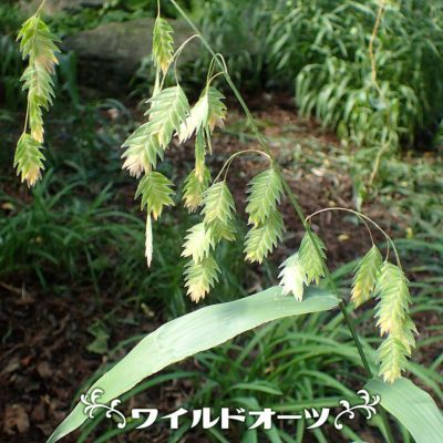 ブイブイ　ヒトリシズカ〈3枚組〉 楽天市場】（山野草）ヒトリシズカ（一人静） 3号（1ポット