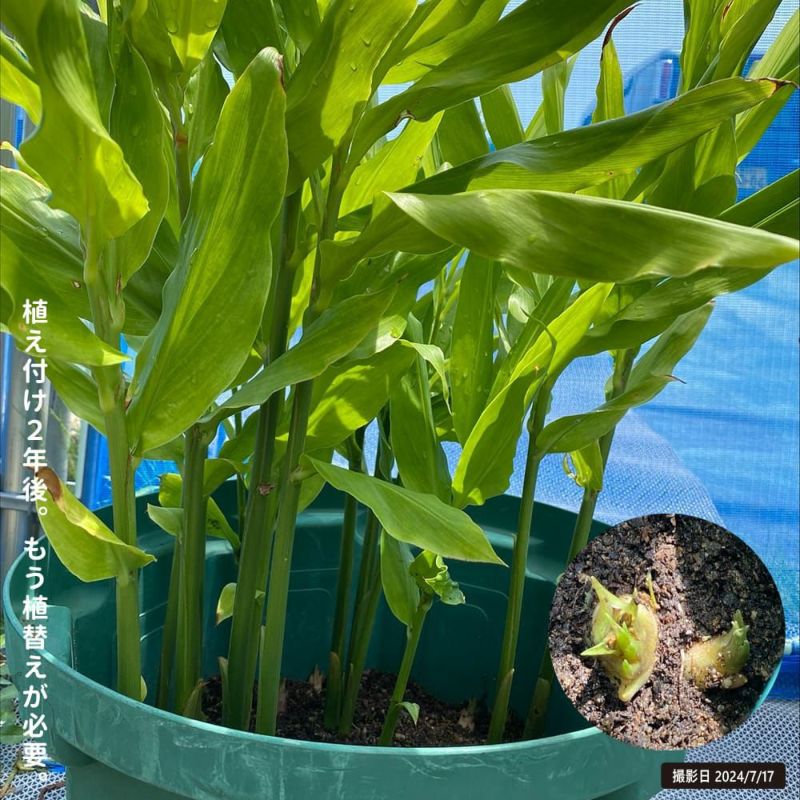 【日本製】 地下茎 みょうが苗 1166g 夏茗荷（ミョウガ 無農薬栽培 2年もの 香味・薬味野菜
