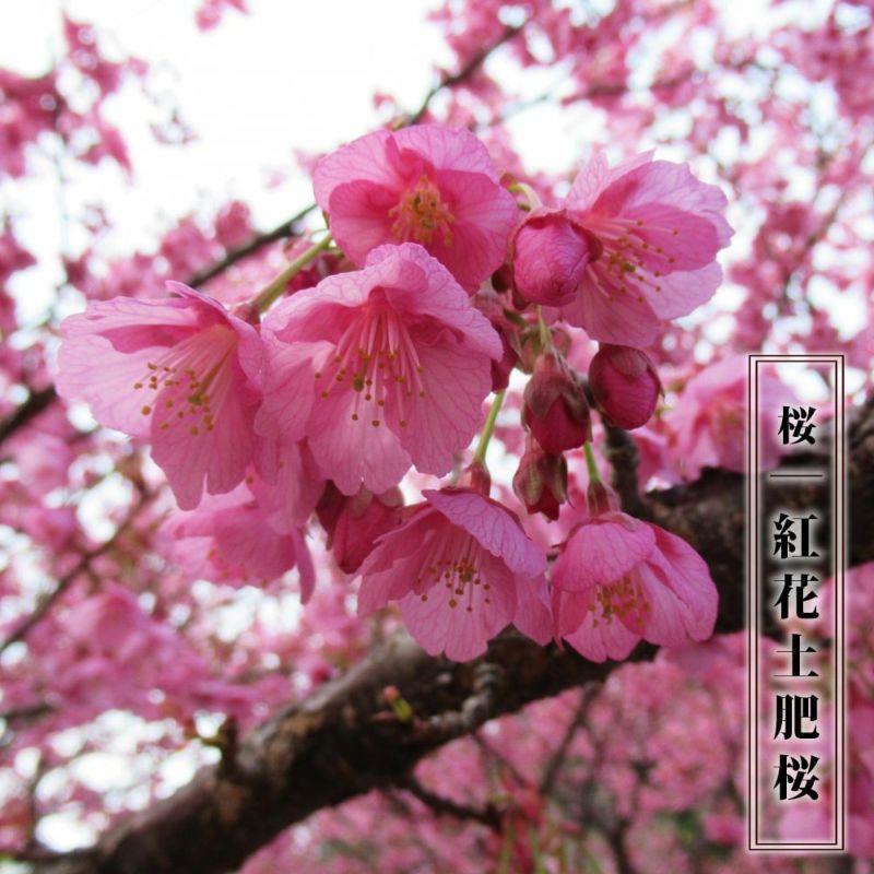 はくさい君　さくら　サクラ　ピンク　桜　SAKURAオリジナルカラー　タキタサキ はくさい君 さくら サクラ ピンク 桜 SAKURAオリジナルカラー