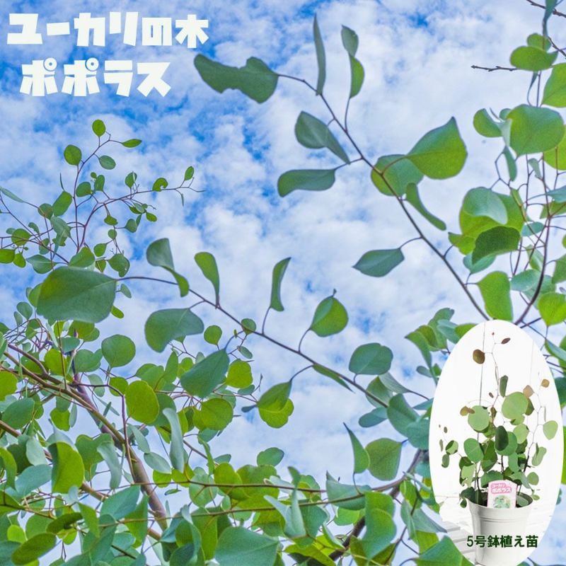 ユーカリの木 【ポポラス】 5号白鉢苗
