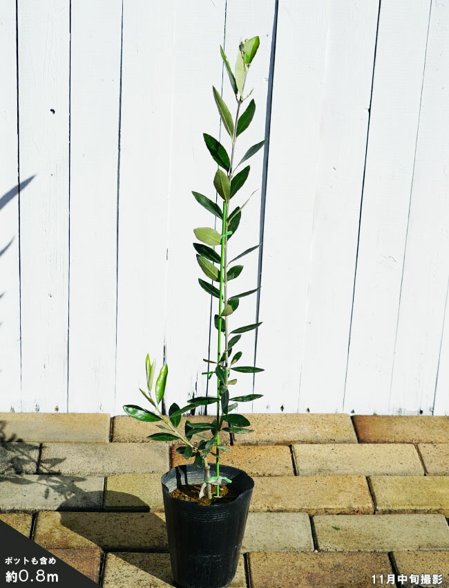 オリーブ ブガ 苗 販売 苗木部 By 花ひろばオンライン