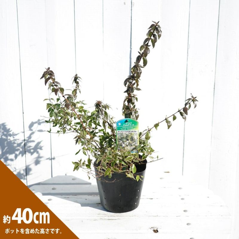 うえるふぇあ様 リクエスト 3点 まとめ商品 うるせぇトリ × 東武動物公園コラボグッズ発売開始！ – アキバ運輸