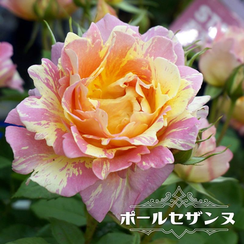 四季咲きバラ苗 ポールセザンヌ Del 1年生新苗 登録品種 品種登録 予約販売 4 5月頃発送予定