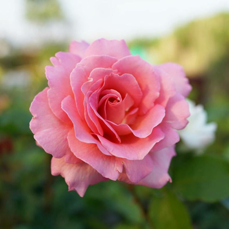 000000071300-04-l.jpg?t=