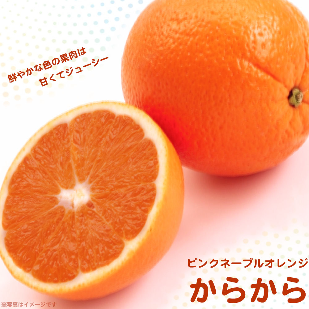 白柳ネーブル オレンジ 苗 販売 苗木部 By 花ひろばオンライン