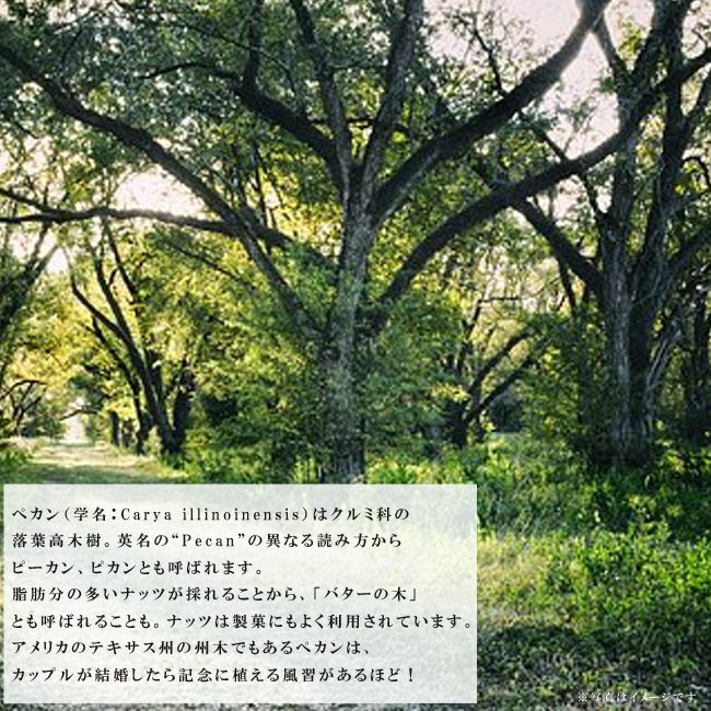 ピーカンナッツ 接木地堀苗 ポーニー hanahirobaonline_pecannattu005