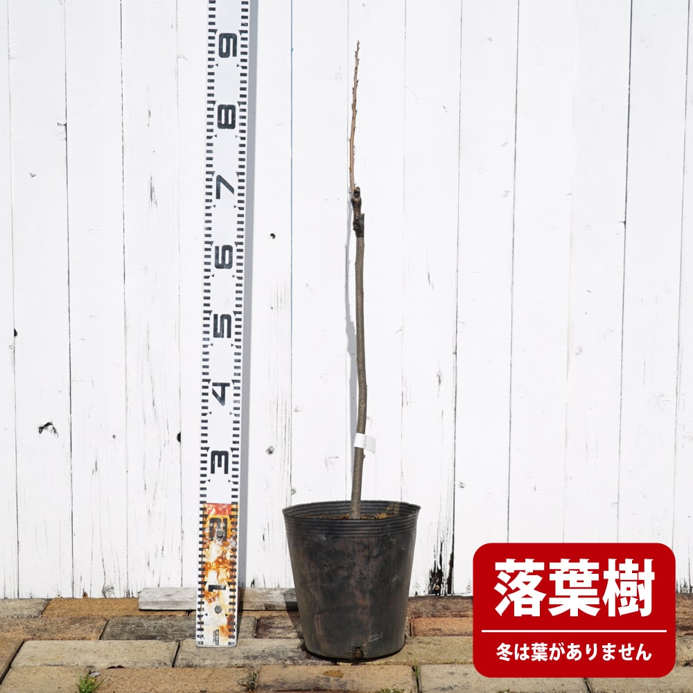 ペカンナッツ チェロキー 苗 販売 苗木部 By 花ひろばオンライン