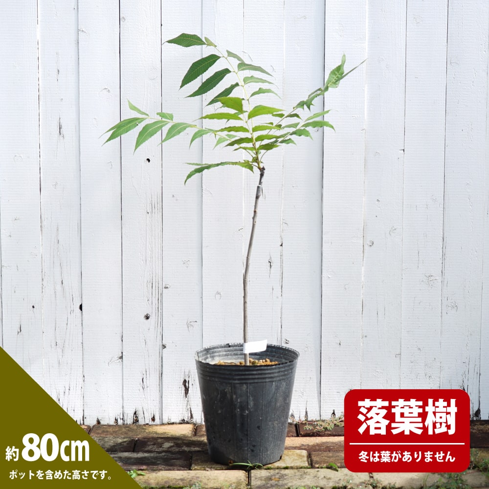 ペカンナッツ チェロキー 苗 販売 苗木部 By 花ひろばオンライン