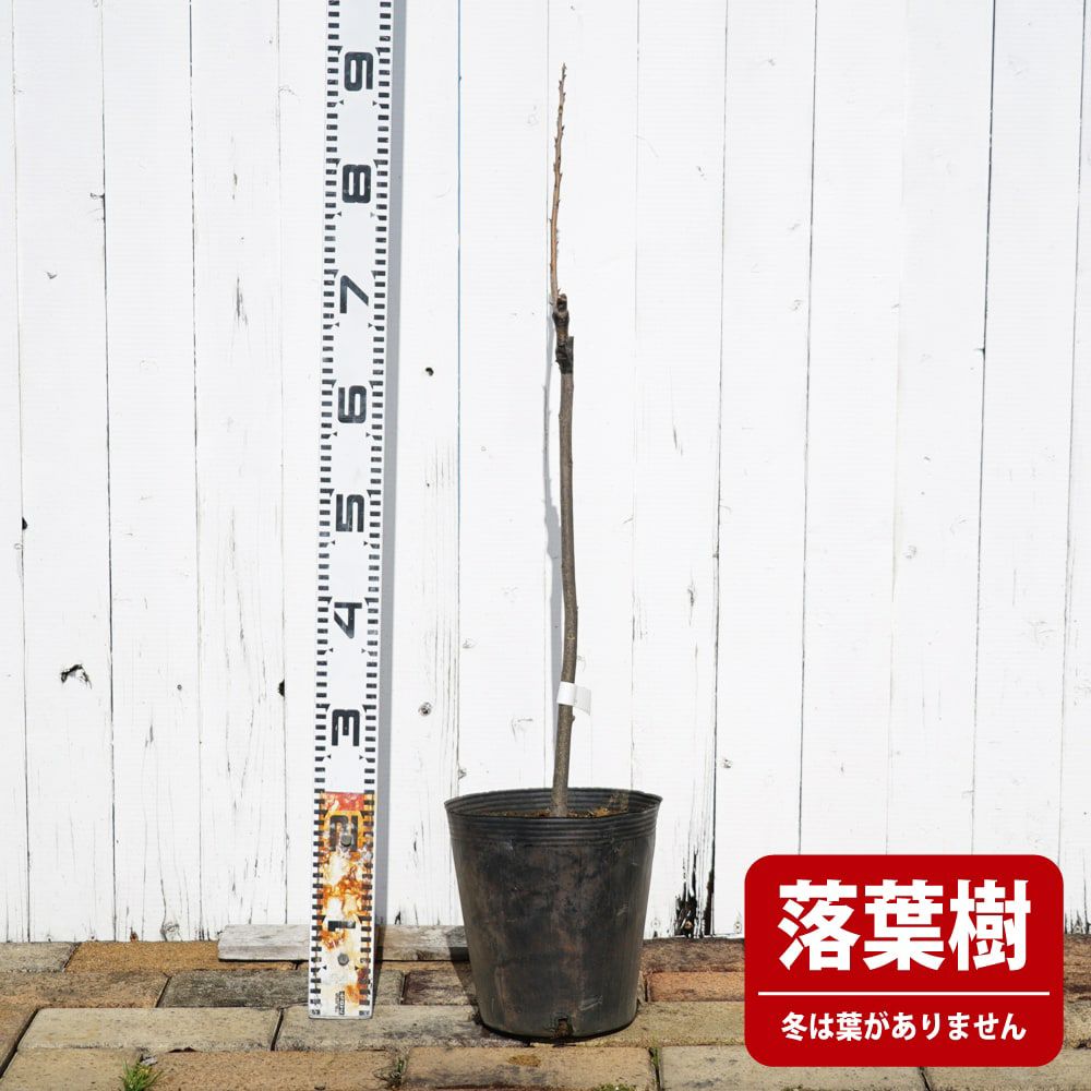 ペカンナッツ ウィチタ 苗 販売 苗木部 By 花ひろばオンライン