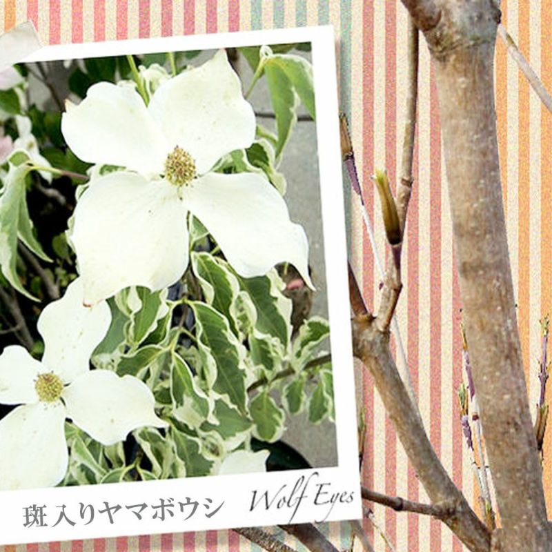 ヤマボウシ ウルフアイ 苗 販売 苗木部 By 花ひろばオンライン